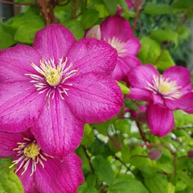 Clematis (Pruning Group 2 - Large Flowering Cultivars)