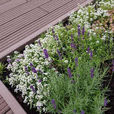 Agata's garden