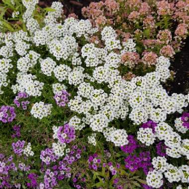 Sweet Alyssum