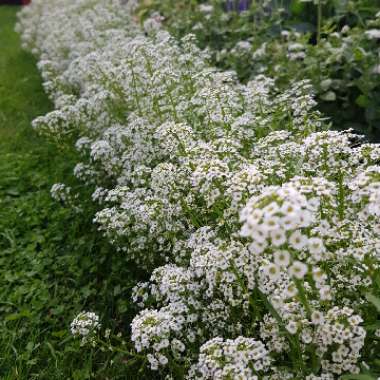 Sweet Alyssum 'Carpet Of Snow'