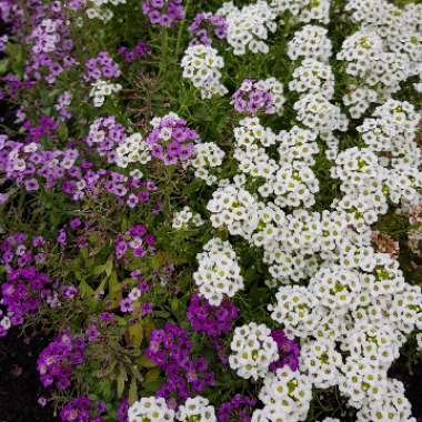 Sweet Alyssum