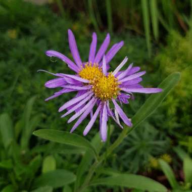 Frikart's Aster  'Mönch'