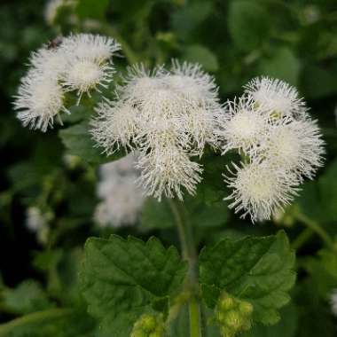 Floss Flower 'Hawaii White'
