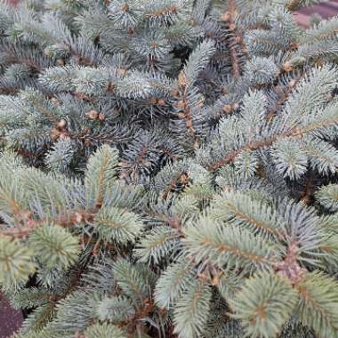Blue Spruce