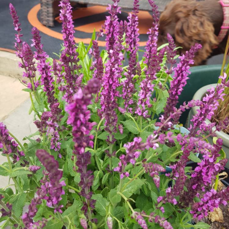 Plant image Salvia nemorosa 'Amethyst'