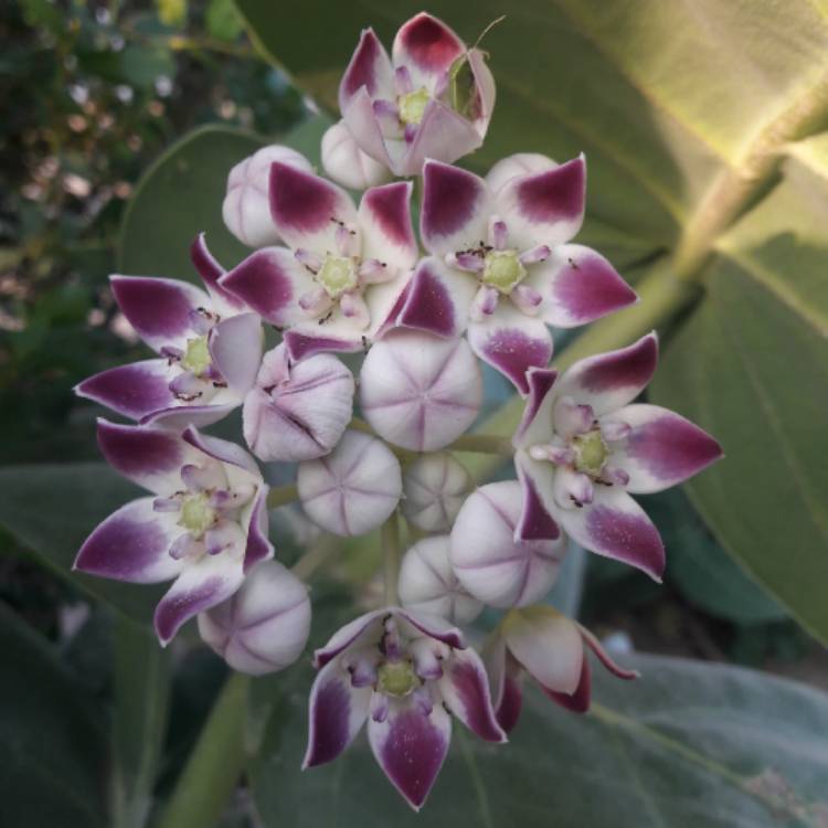 plant image 1187722