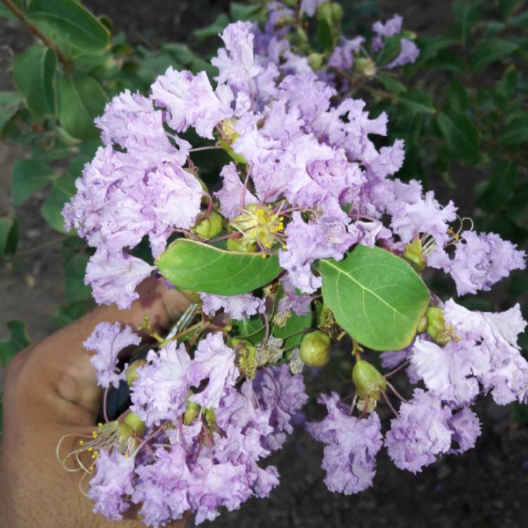 Plant image Lagerstroemia Speciosa