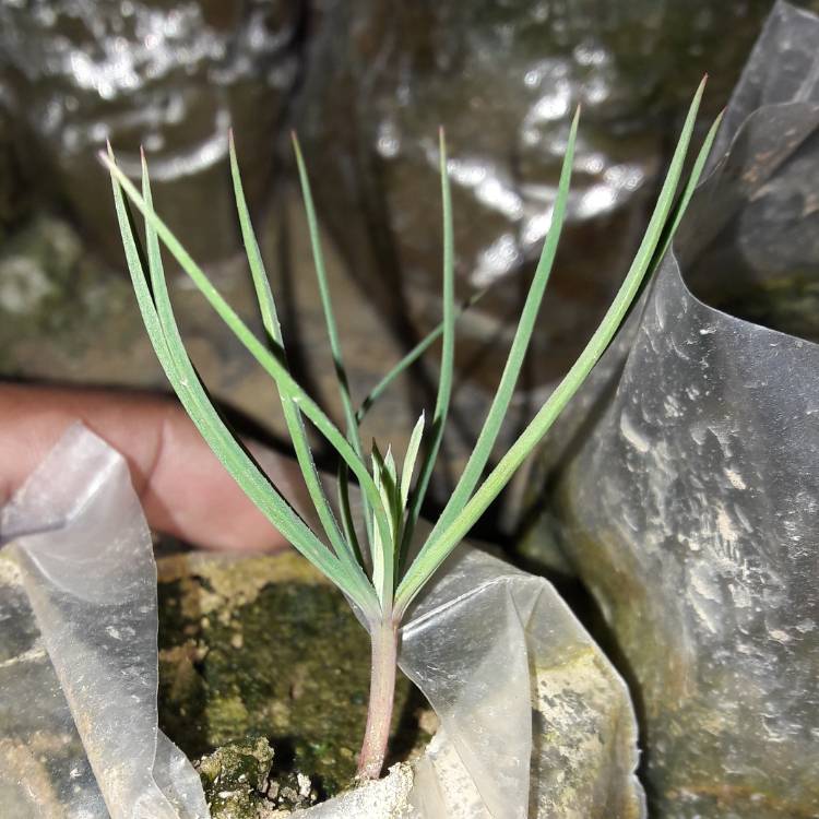 Plant image Pinus roxburghii
