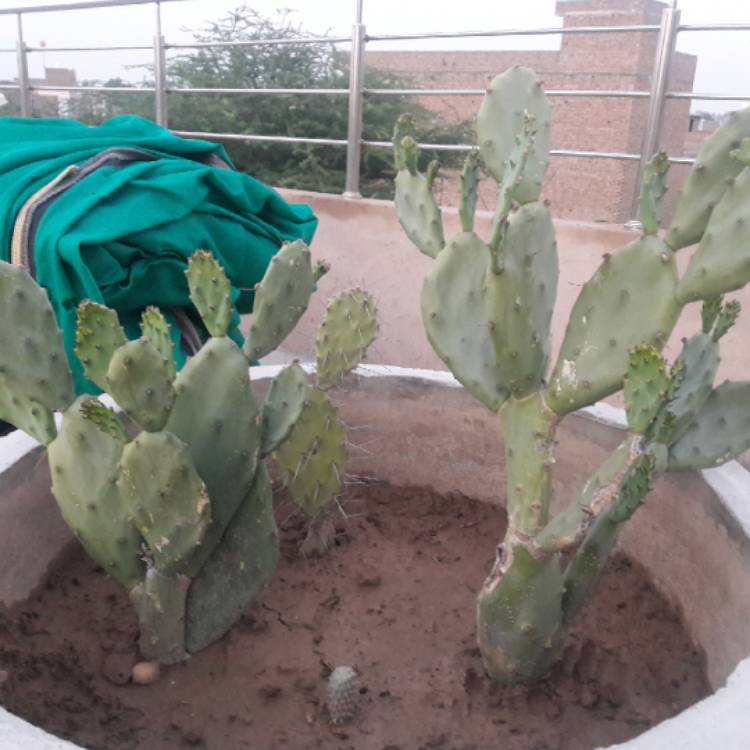 plant image 1258183