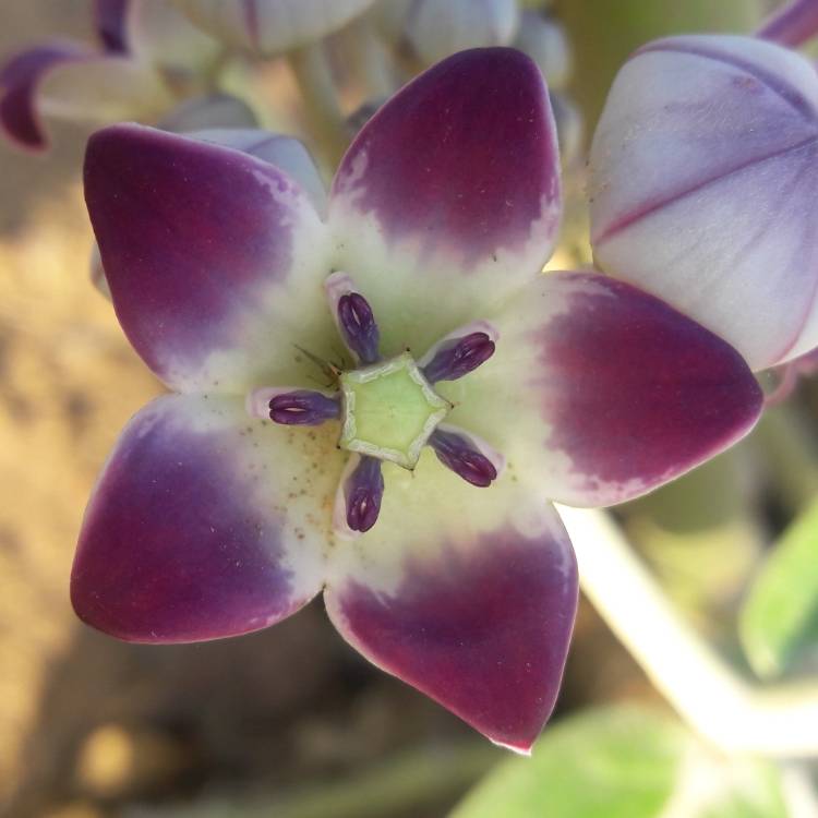 plant image 1258185