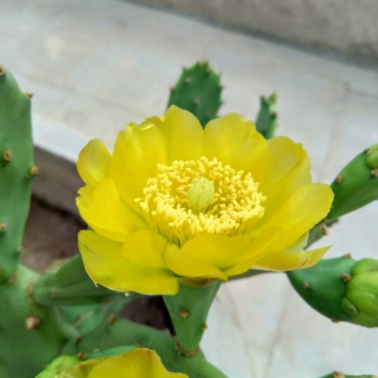 plant image 1282299