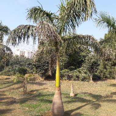 Roystonea regia