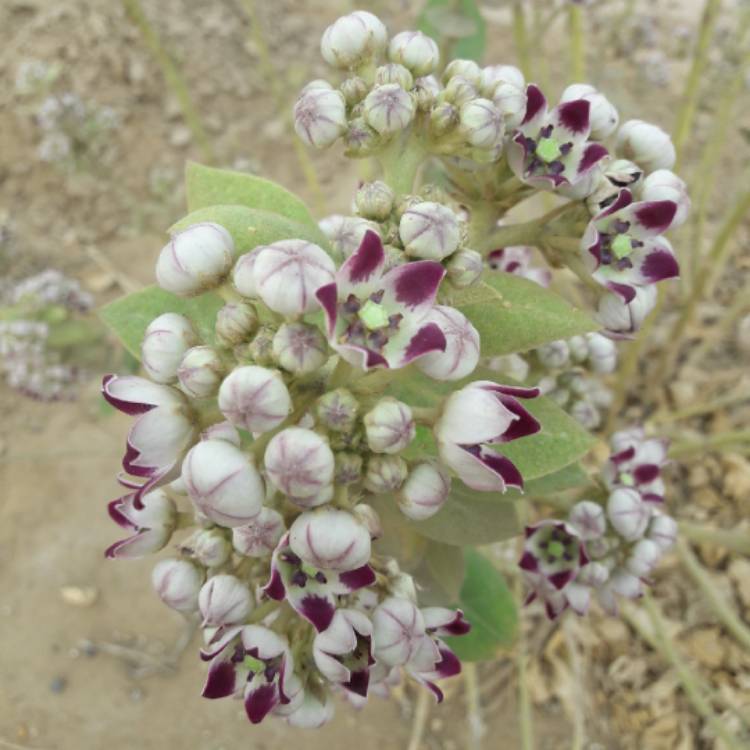 plant image 972888