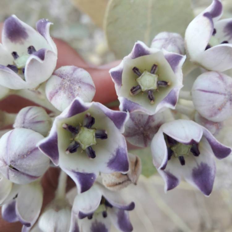 plant image 978858