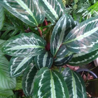 Santhosh's garden