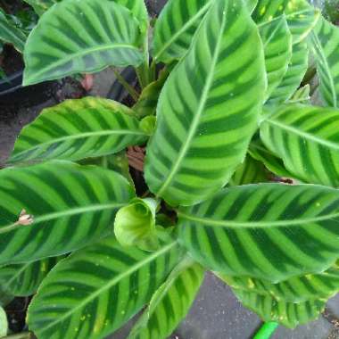 Santhosh's garden
