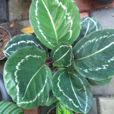 Santhosh's garden