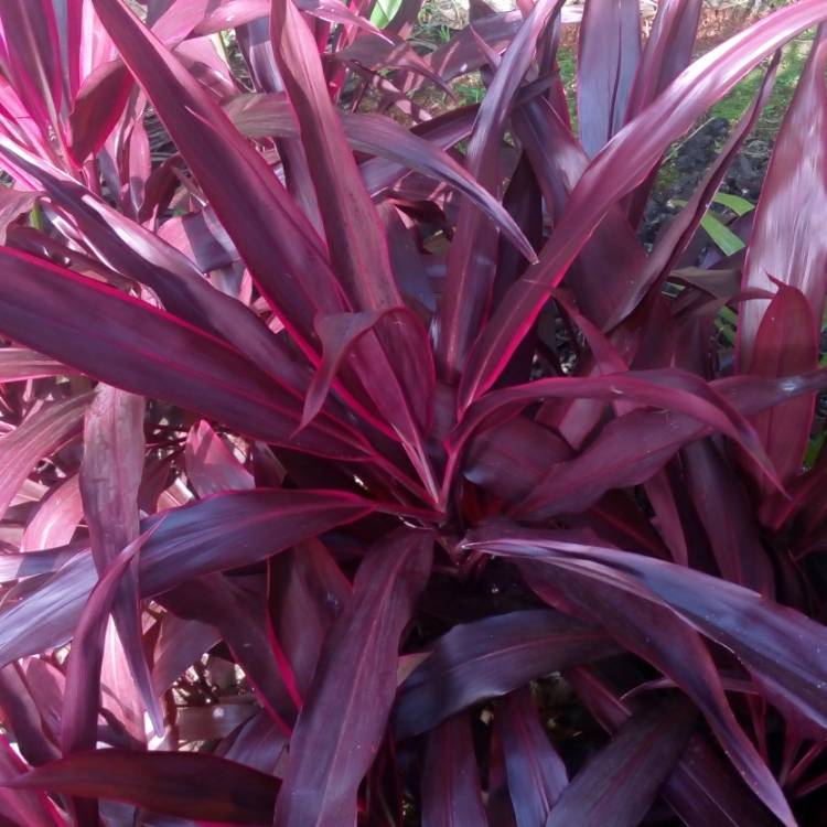 Plant image Blechnum Gibbum 'Silver Lady'