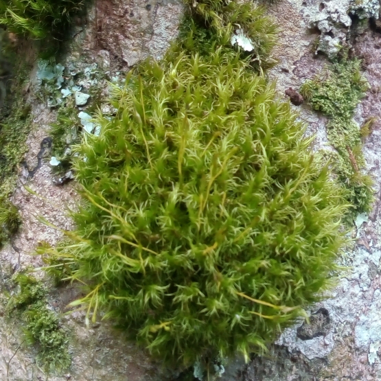 plant image 899483 plant image 899483