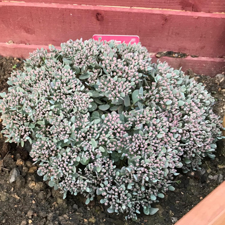 plant image 531323