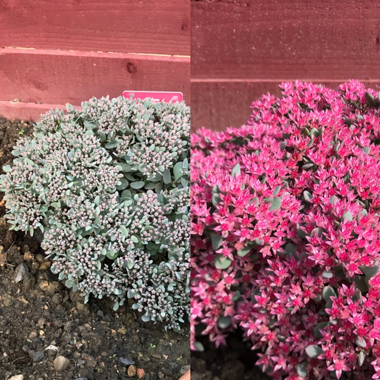 Plant image Sedum 'Rose Carpet'