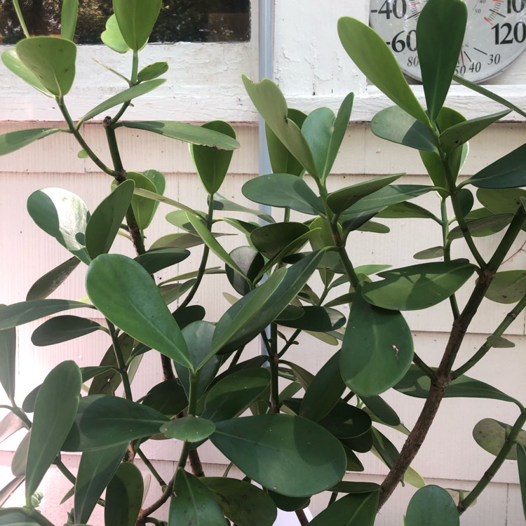 Plant image Clusia Rosea