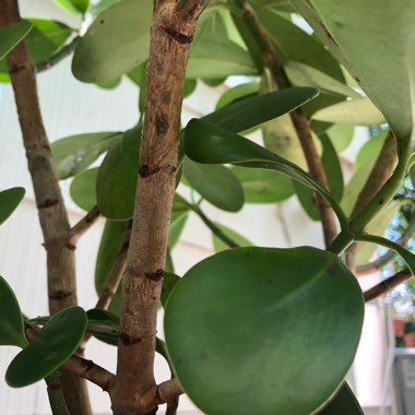 Autograph Plant