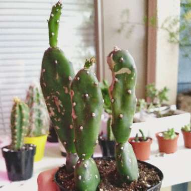 Opuntia quitensis 'Johnson's Hybrid'