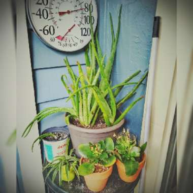 Liz's garden