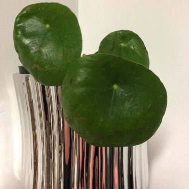 Pilea peperomioides