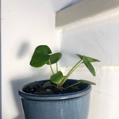 Chinese Money Plant