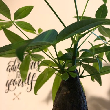 Money Tree Plant