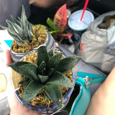 Liz's garden