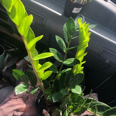 Zamioculcas zamiifolia