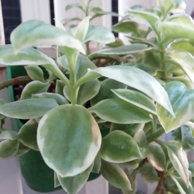 Plant image Aptenia cordifolia variegata 'Crystal'
