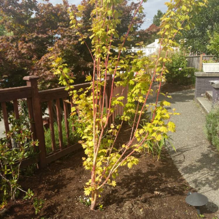 plant image 1156676