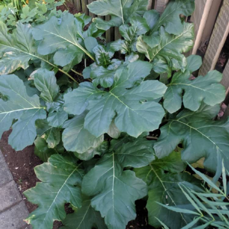 Plant image Acanthus mollis 'Hollard's Gold'