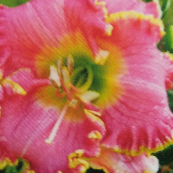plant image 1158243