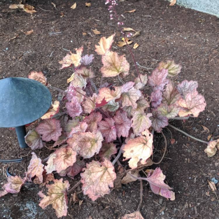 plant image 1158261