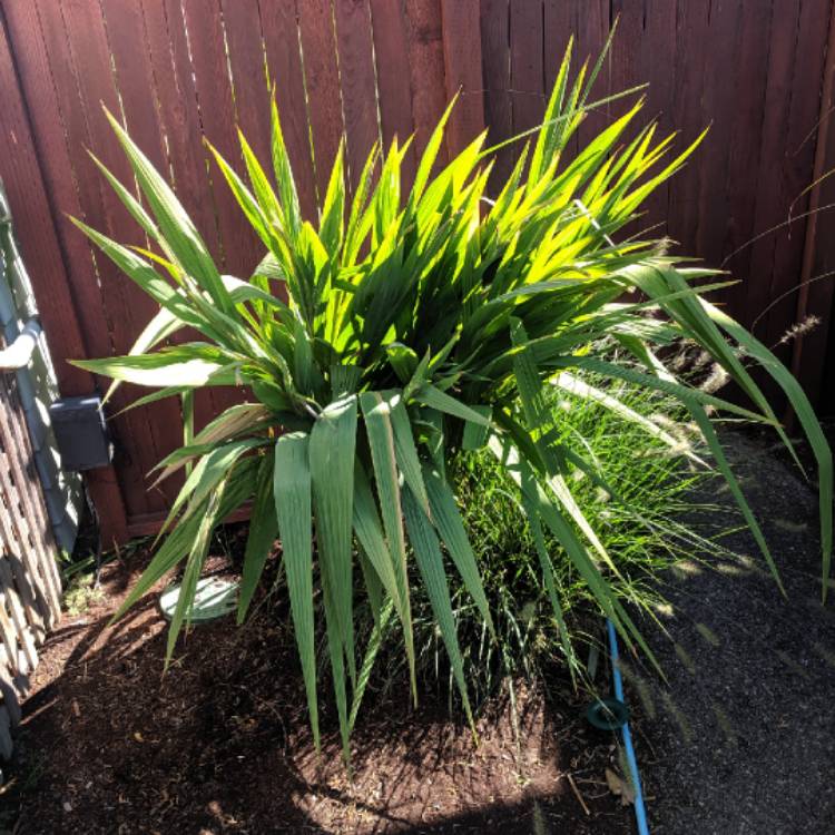 plant image 1158289