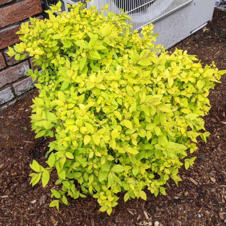 Plant image Spiraea japonica 'Goldmound'