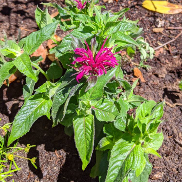 Plant image Monarda Didyma 'Balmy Purple'
