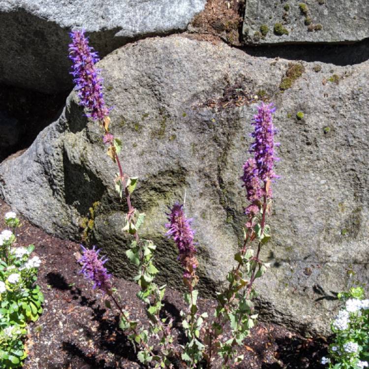 Plant image Agastache 'Blue Boa'