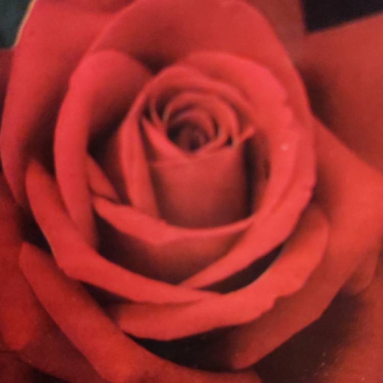 Plant image Rosa 'Mister Lincoln'