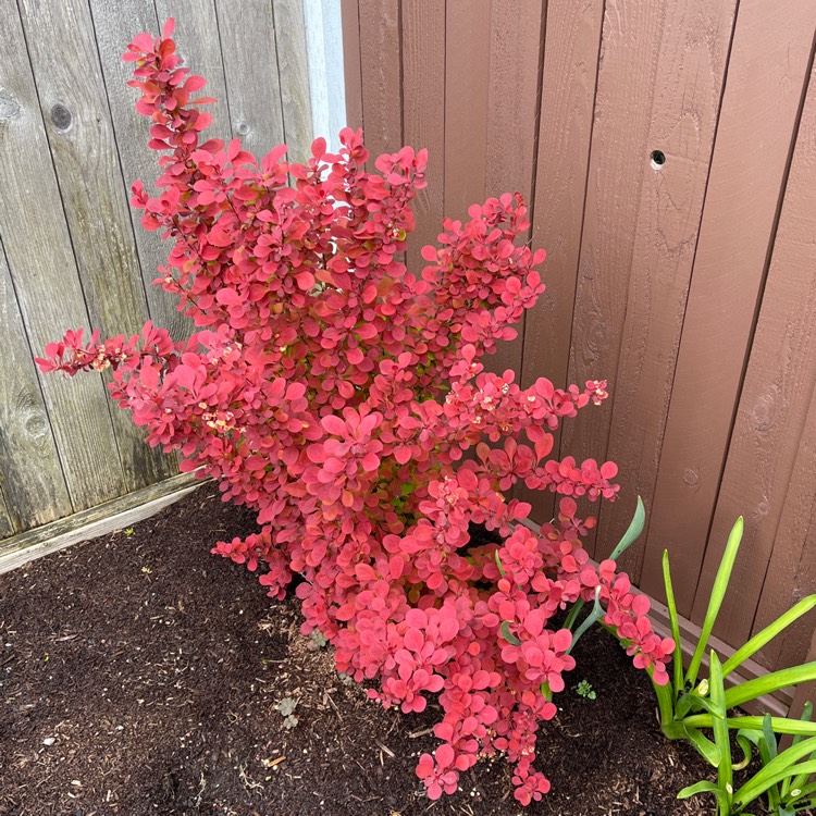 Plant image Berberis Thunbergii 'Orange Rocket' syn. Berberis thunbergii 'Painter's Palette'