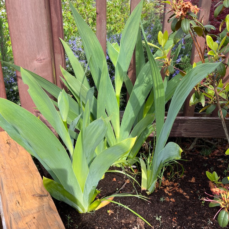 plant image 1582810