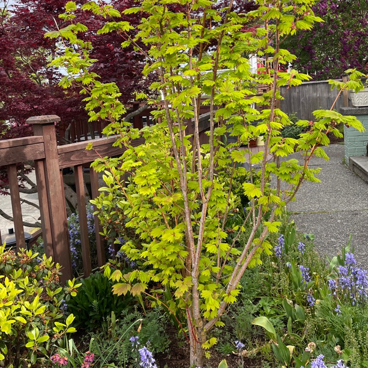 Plant image Acer circinatum