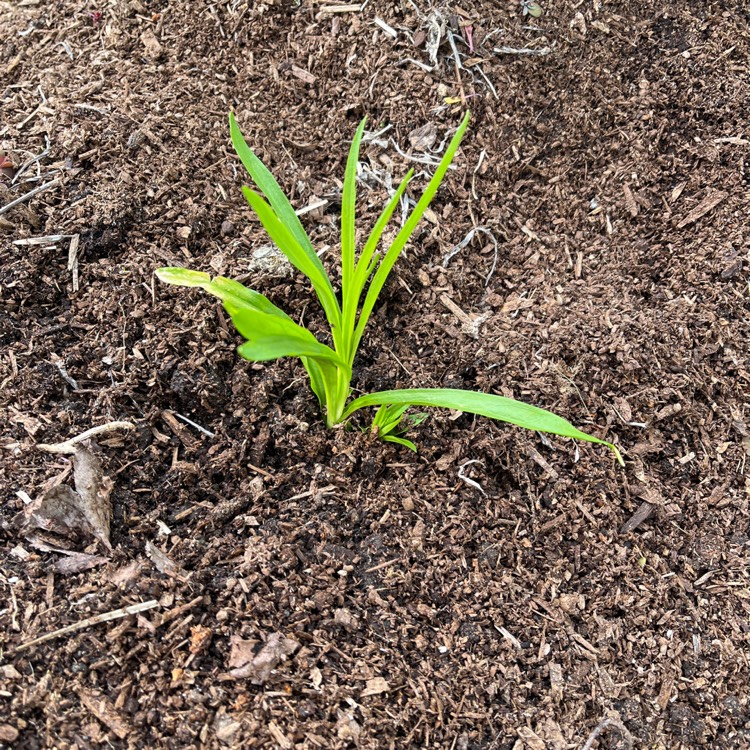 plant image 1582907