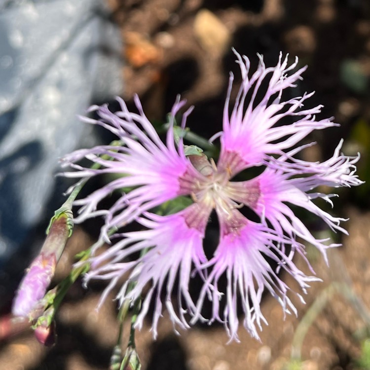 Plant image Dianthus 'Rainbow Loveliness Mix'
