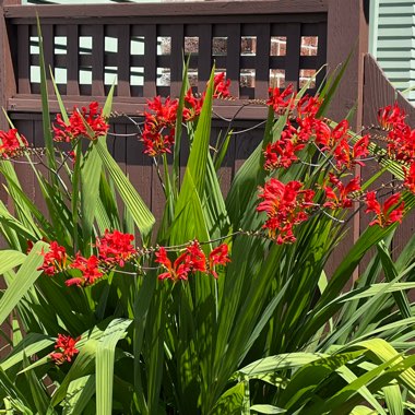 Montbretia 'Lucifer'
